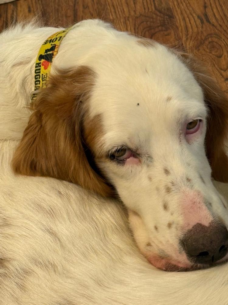 Enlarge Available - Grady, a Adoptable English Setter in Waynesboro, VA image 5/6
