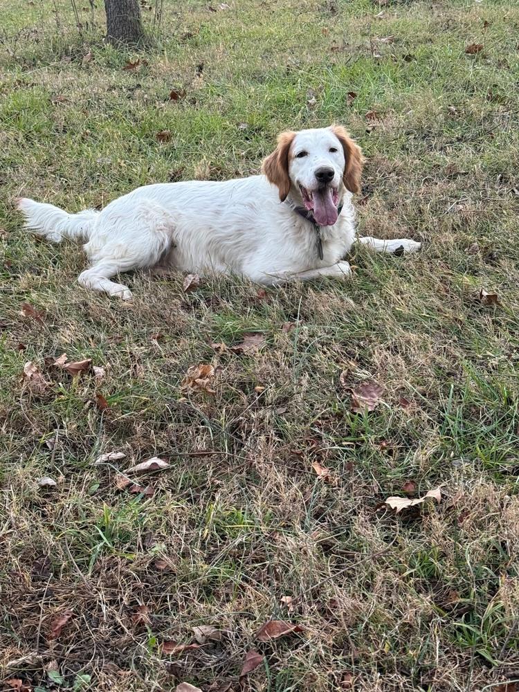 Enlarge Available - Grady, a Adoptable English Setter in Waynesboro, VA image 6/6