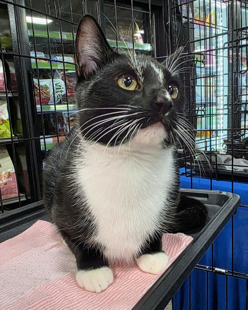 Colin (Stripe), Adoptable, Young Male Domestic Short Hair.