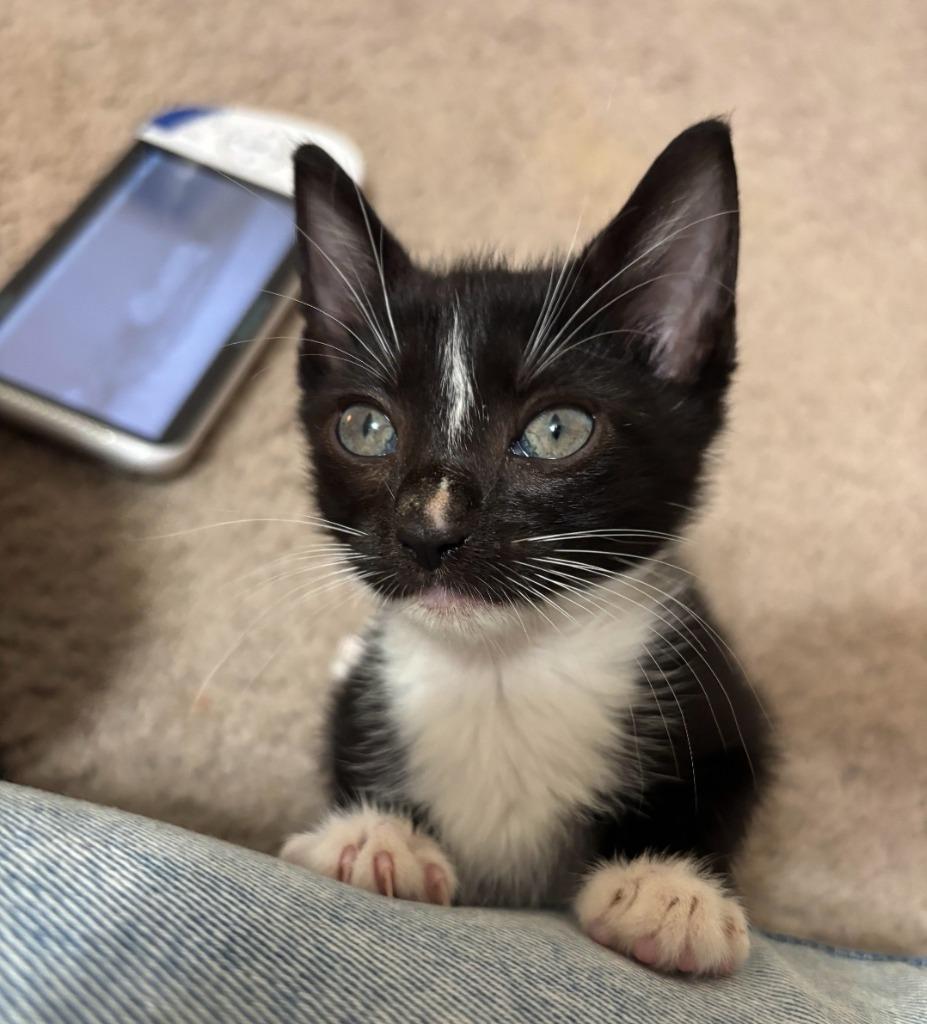 Stripe, Adoptable, Kitten Female Domestic Short Hair.
