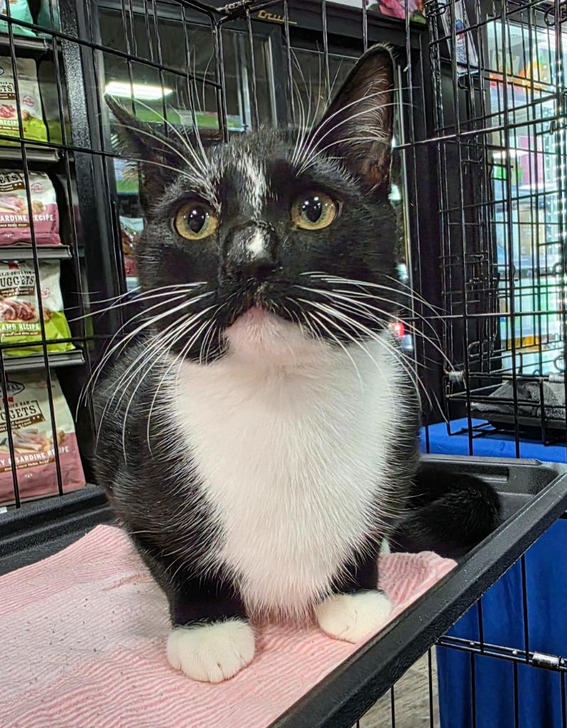 Enlarge Colin (Stripe), a Adoptable mixed breed in Buford, GA image 3/6