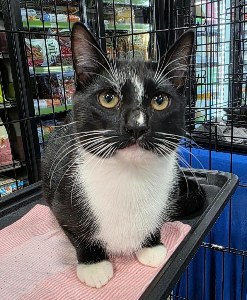 Enlarge Colin (Stripe), a Adoptable mixed breed in Buford, GA image 4/6