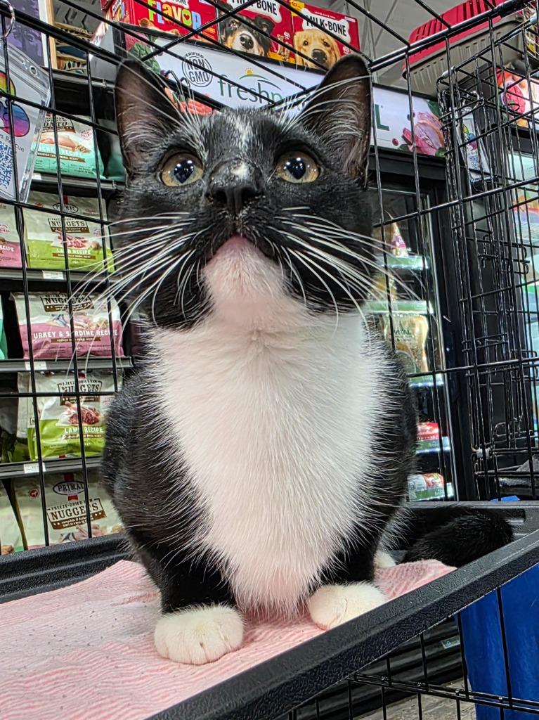 Enlarge Colin (Stripe), a Adoptable mixed breed in Buford, GA image 6/6