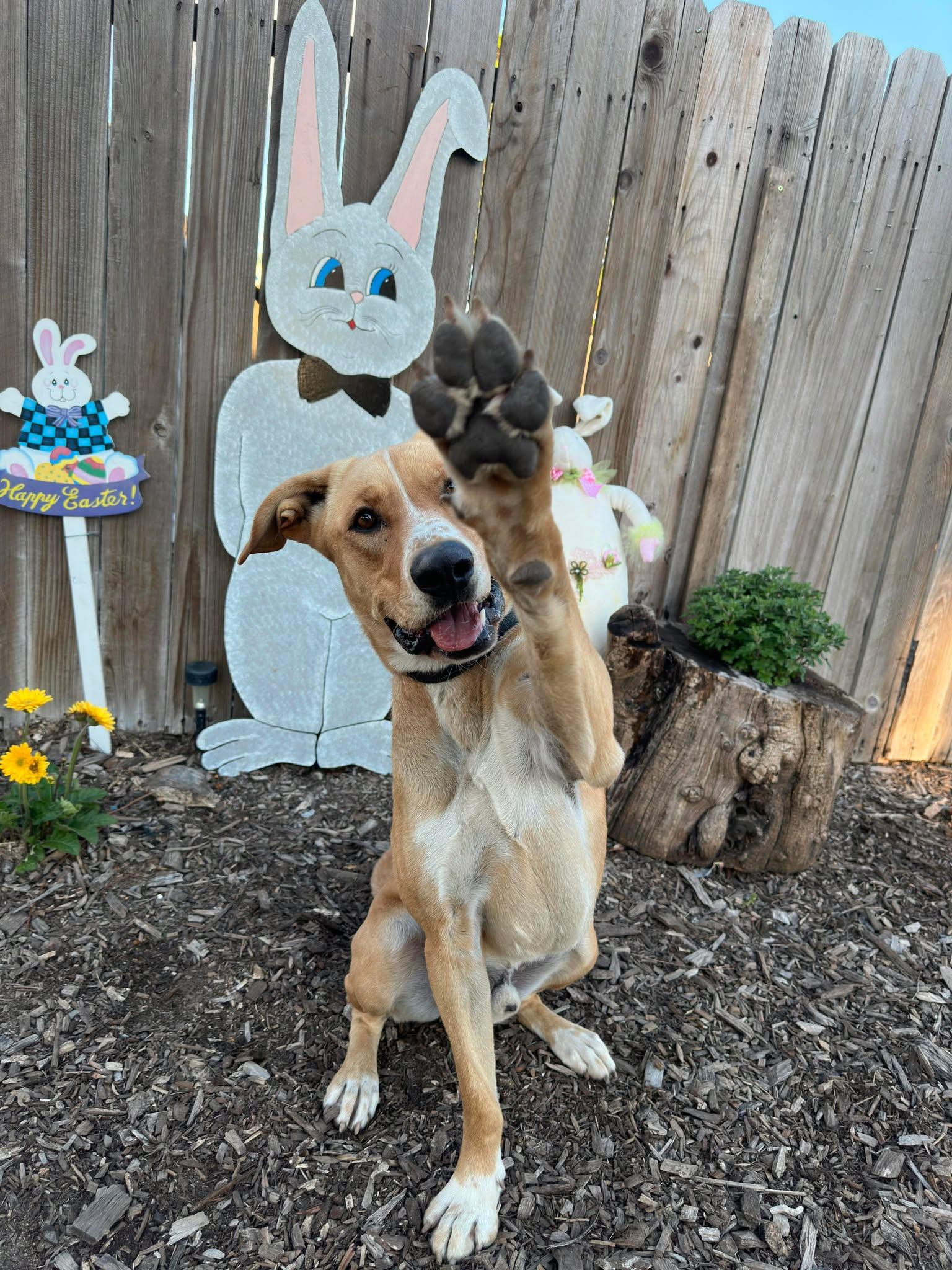 Scrappy, Adoptable, Adult Male German Shepherd Dog & German Shorthaired Pointer.