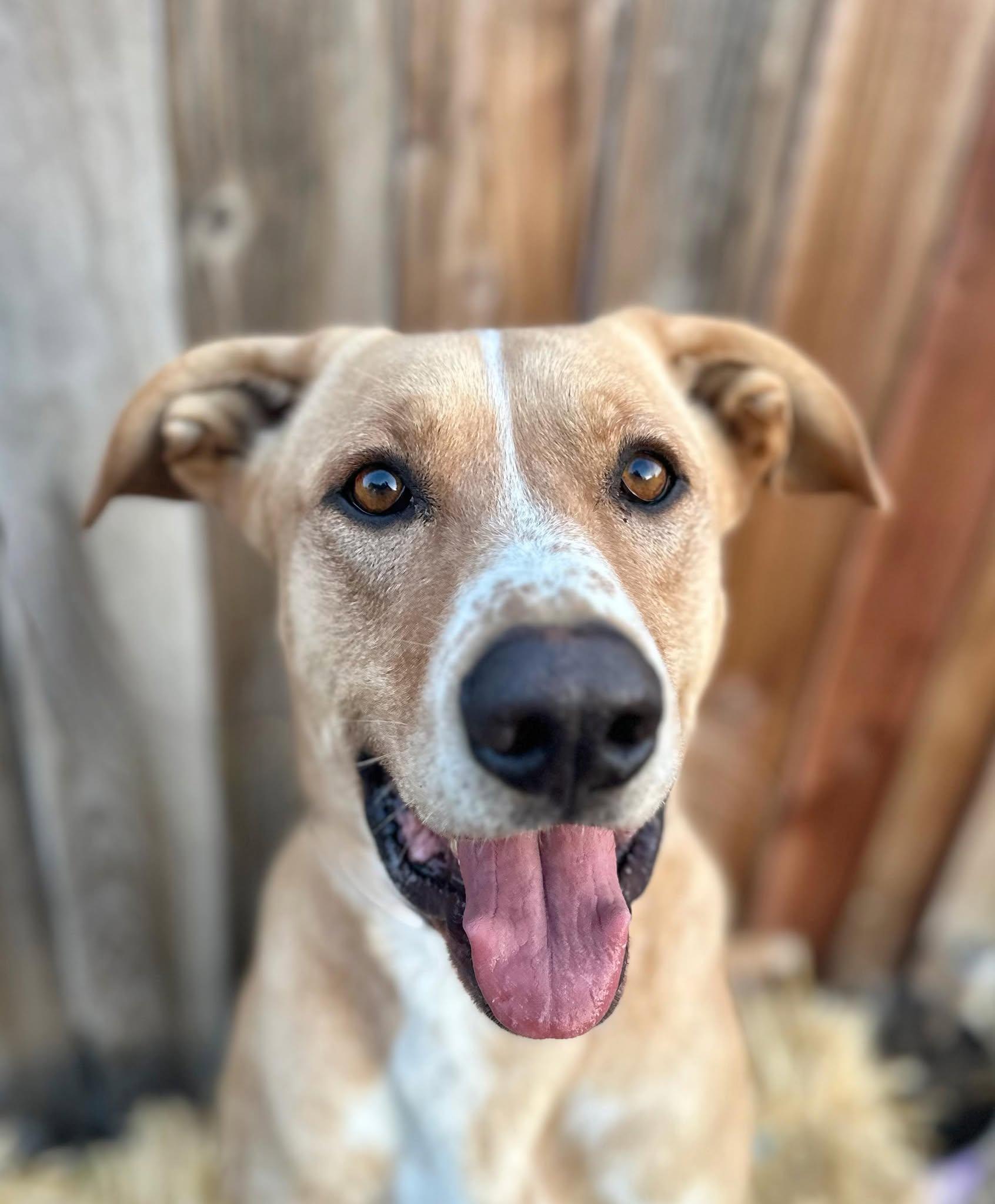 Scrappy, a Adoptable mixed breed in Modesto , CA image 2/4