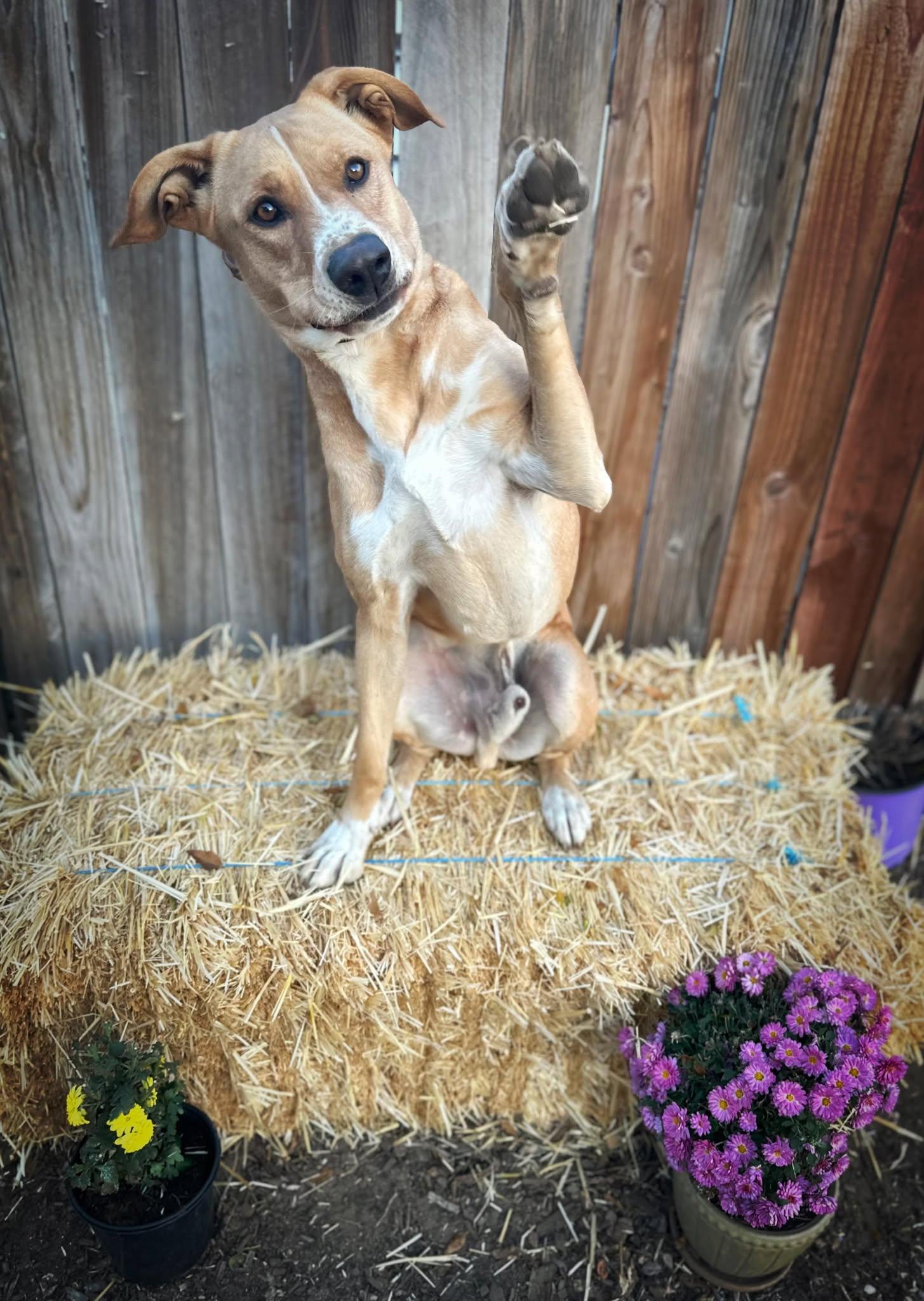 Scrappy, a Adoptable mixed breed in Modesto , CA image 3/4