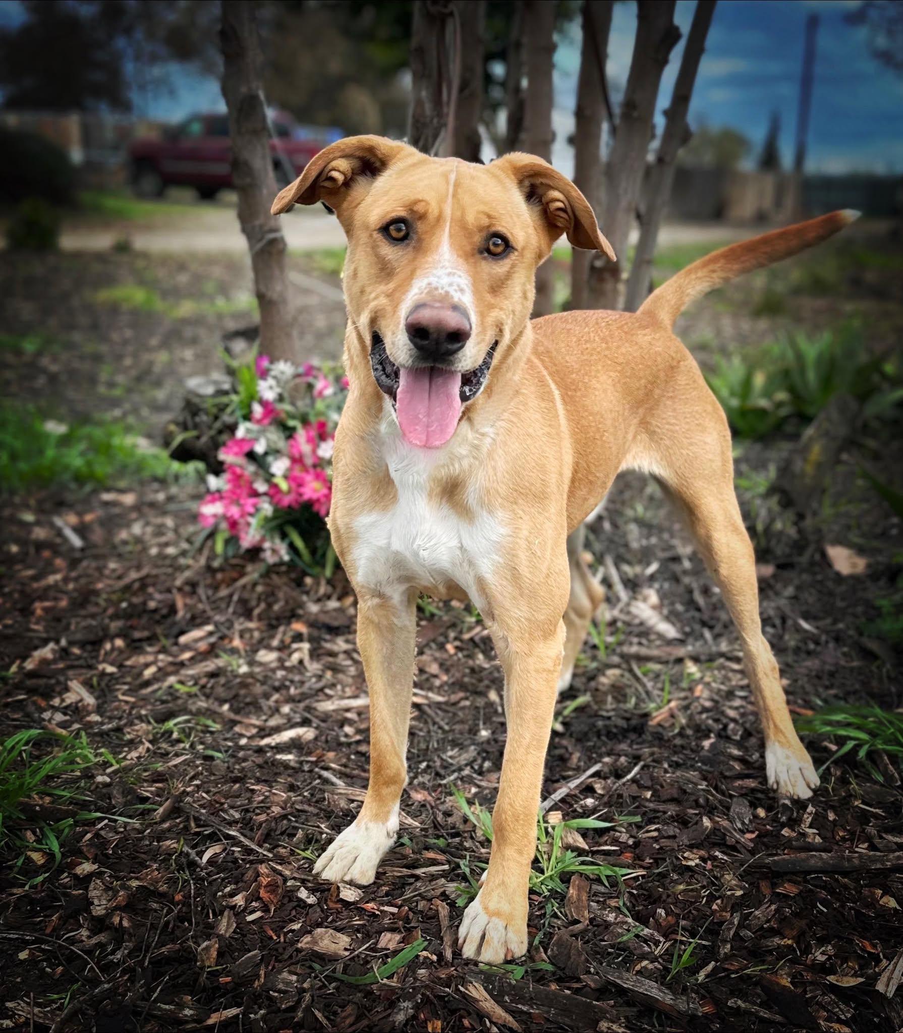 Scrappy, a Adoptable mixed breed in Modesto , CA image 4/4