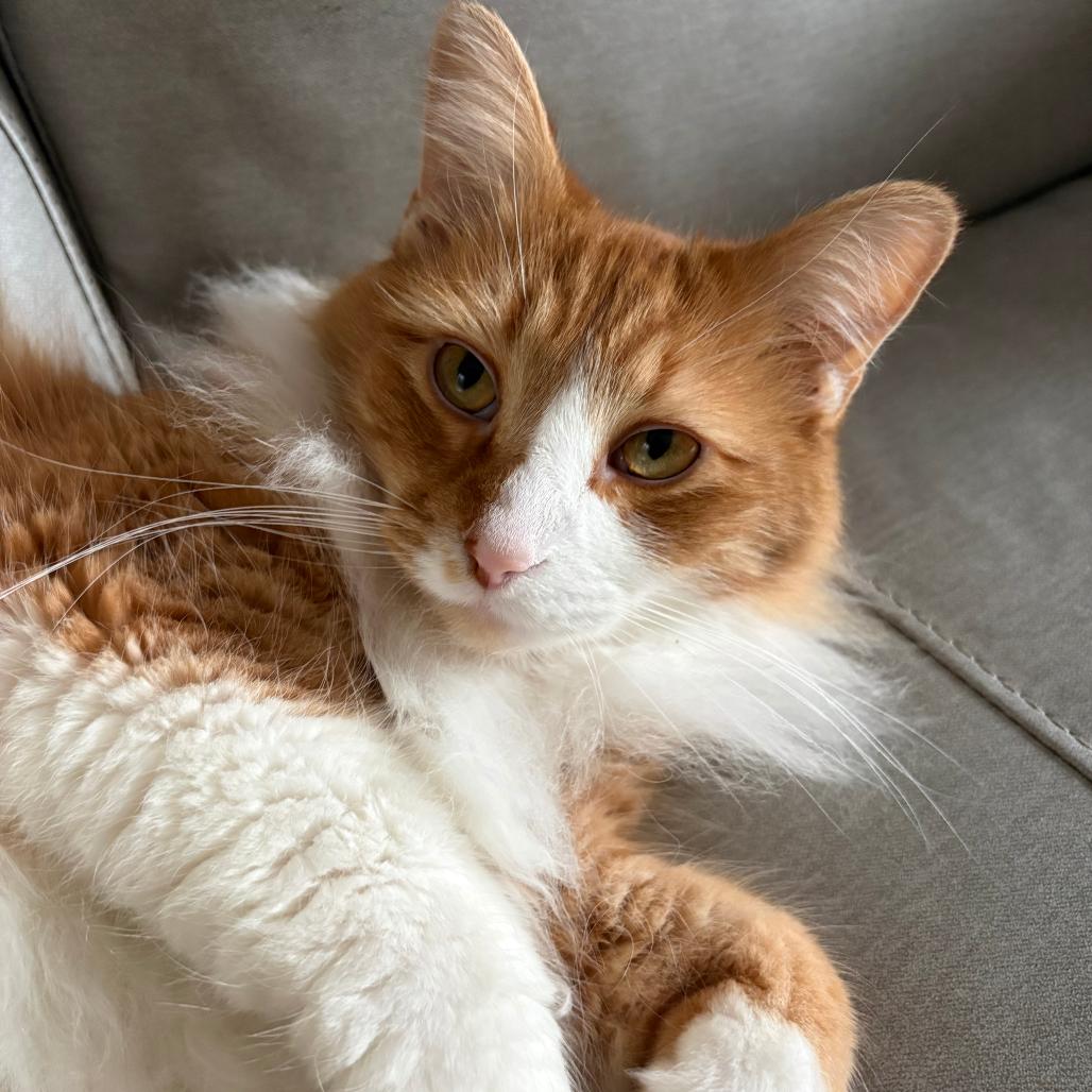 Enlarge Aries, a Adoptable Domestic Long Hair in Bristol, IN image 1/1