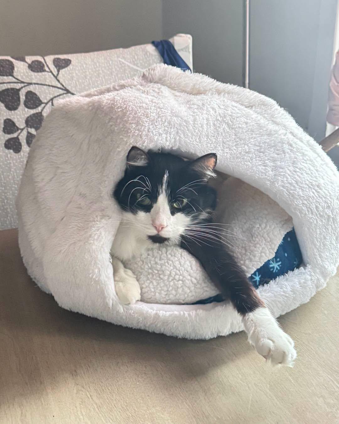 Enlarge Zach Bryan, a Adopted Domestic Long Hair in largo, FL image 2/2