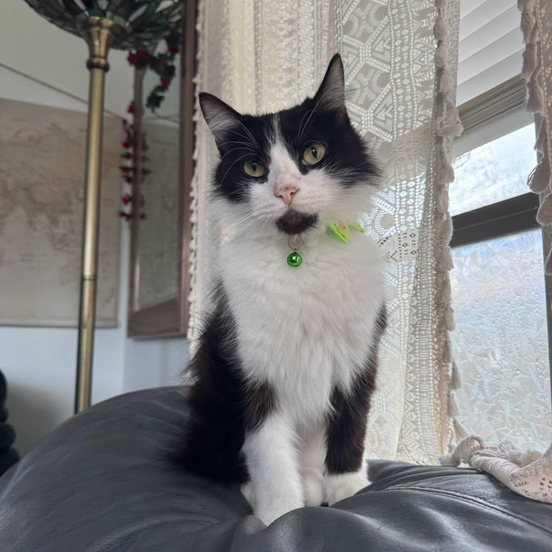 Zach Bryan, Adopted, Adult Male Domestic Long Hair.