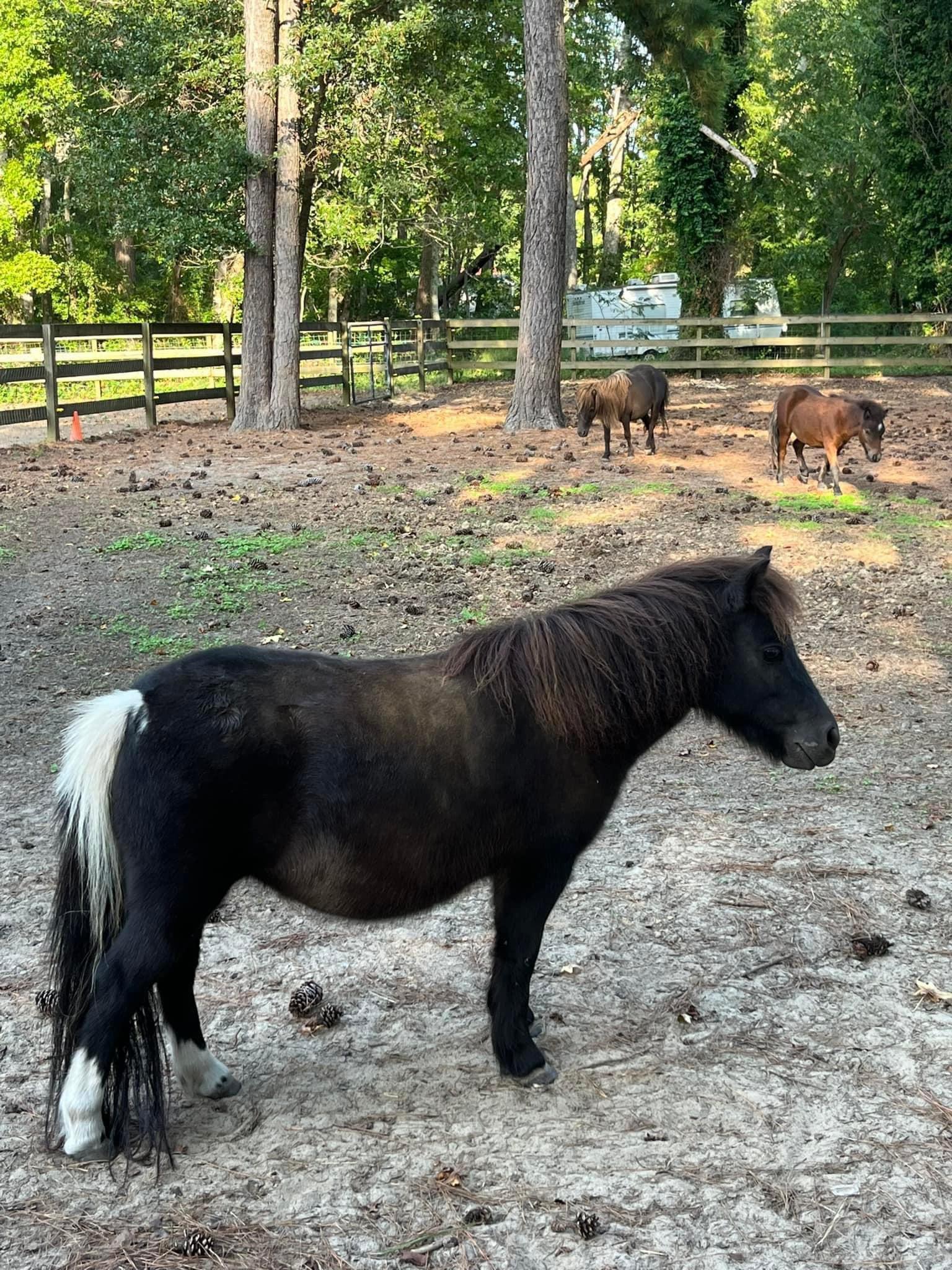 Coco, a Adopted Miniature Horse in Grandy, NC image 1/3