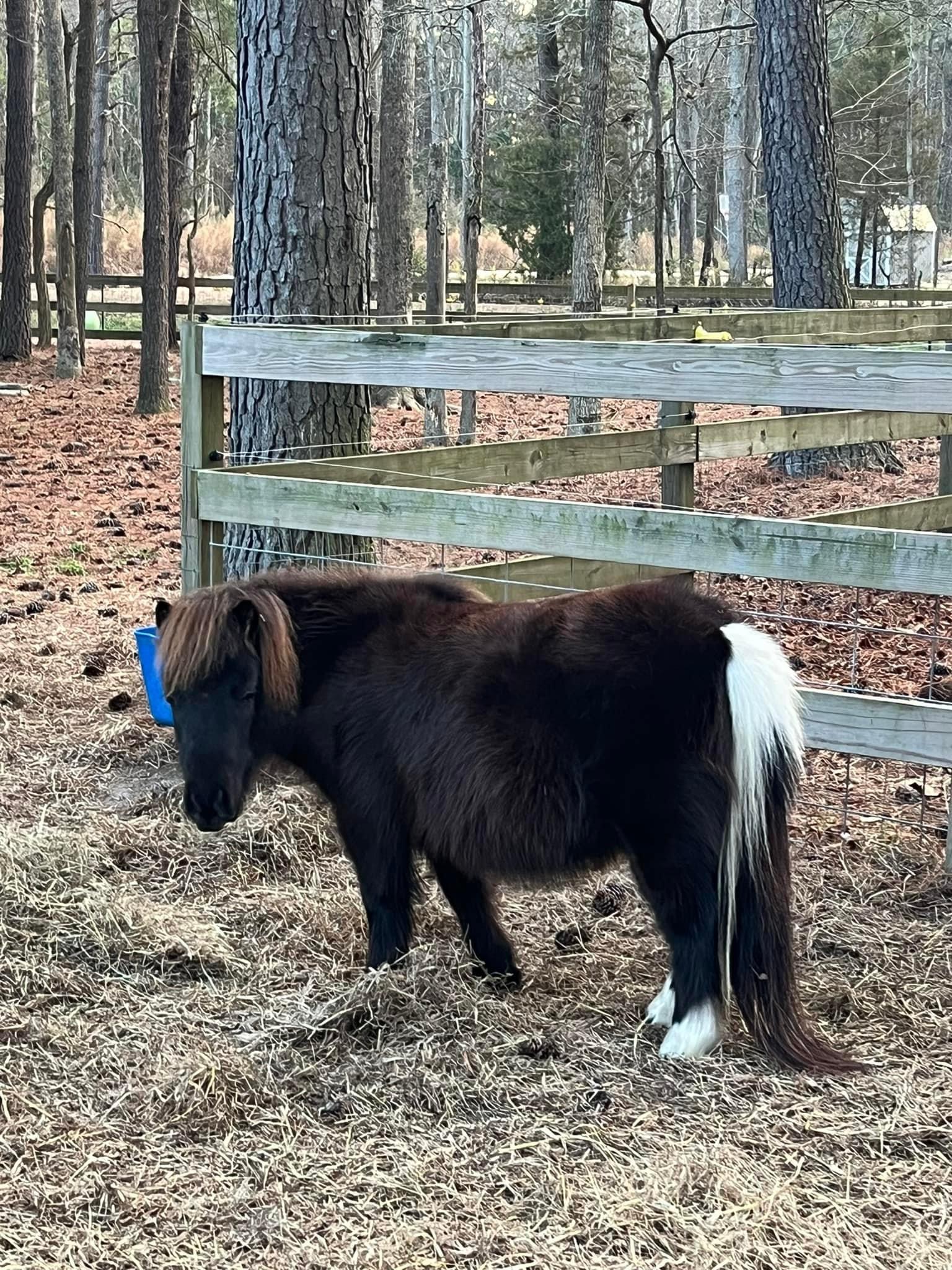 Coco, a Adopted Miniature Horse in Grandy, NC image 2/3