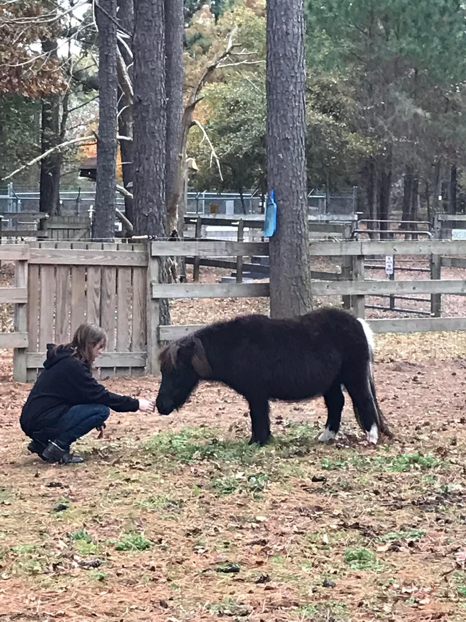 Coco, a Adopted Miniature Horse in Grandy, NC image 3/3