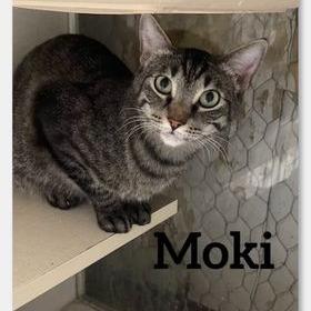 Enlarge Moki, a Adoptable Domestic Short Hair in Midland, TX image 1/1
