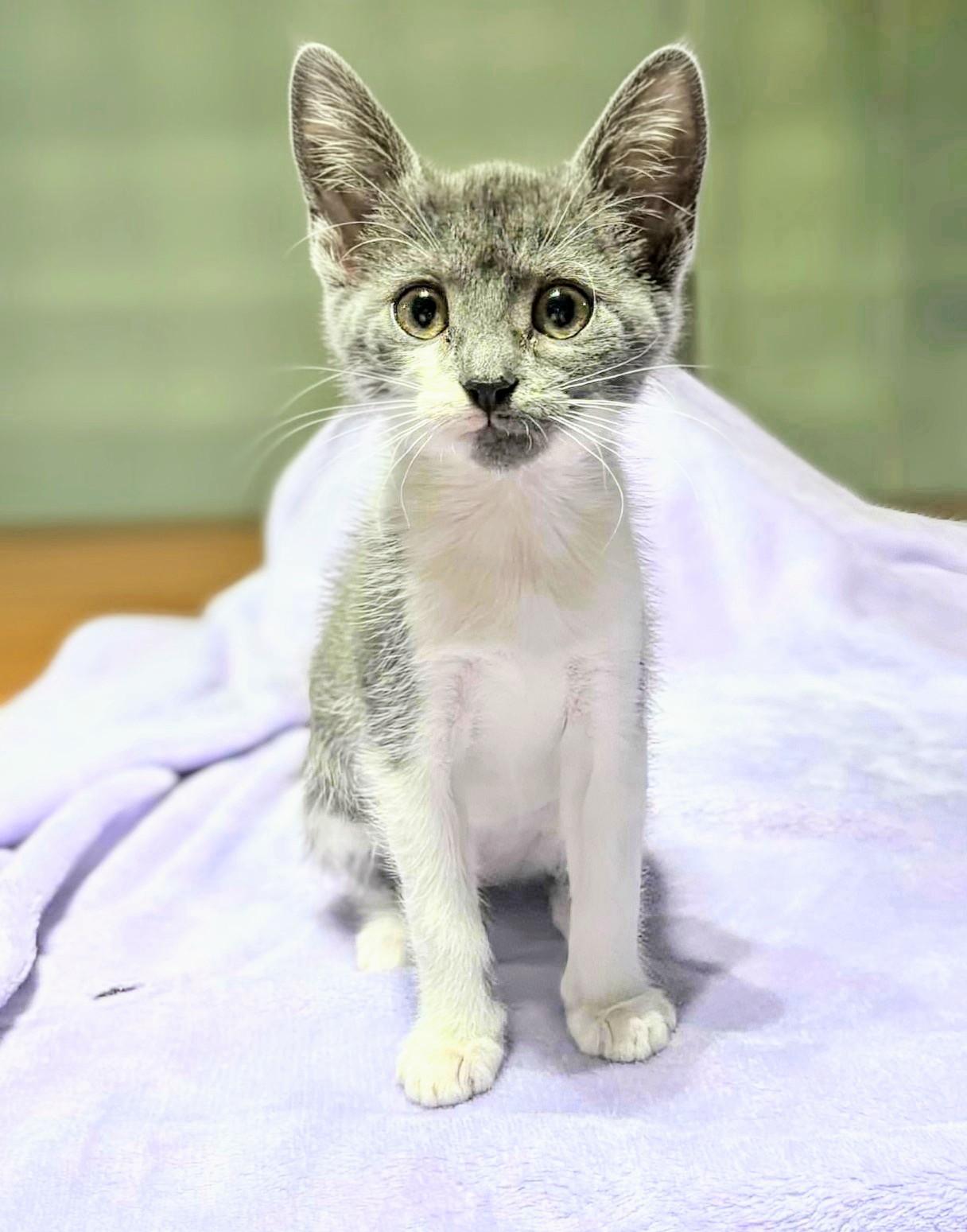 Cuddles, an adoptable Domestic Short Hair in Winnipeg, MB, R2L 0L6 | Photo Image 3