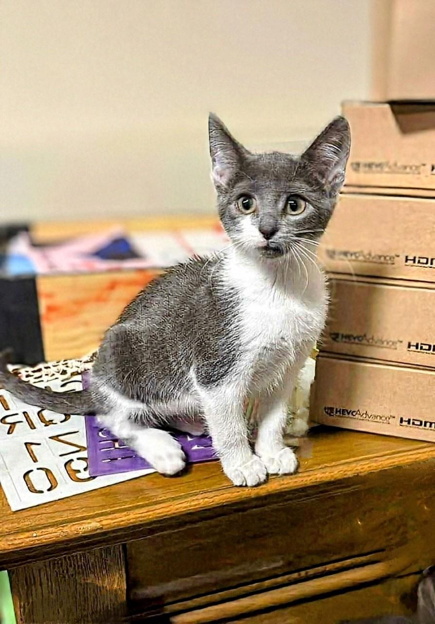 Cuddles, a Adoptable Domestic Short Hair in Winnipeg, MB image 1/6