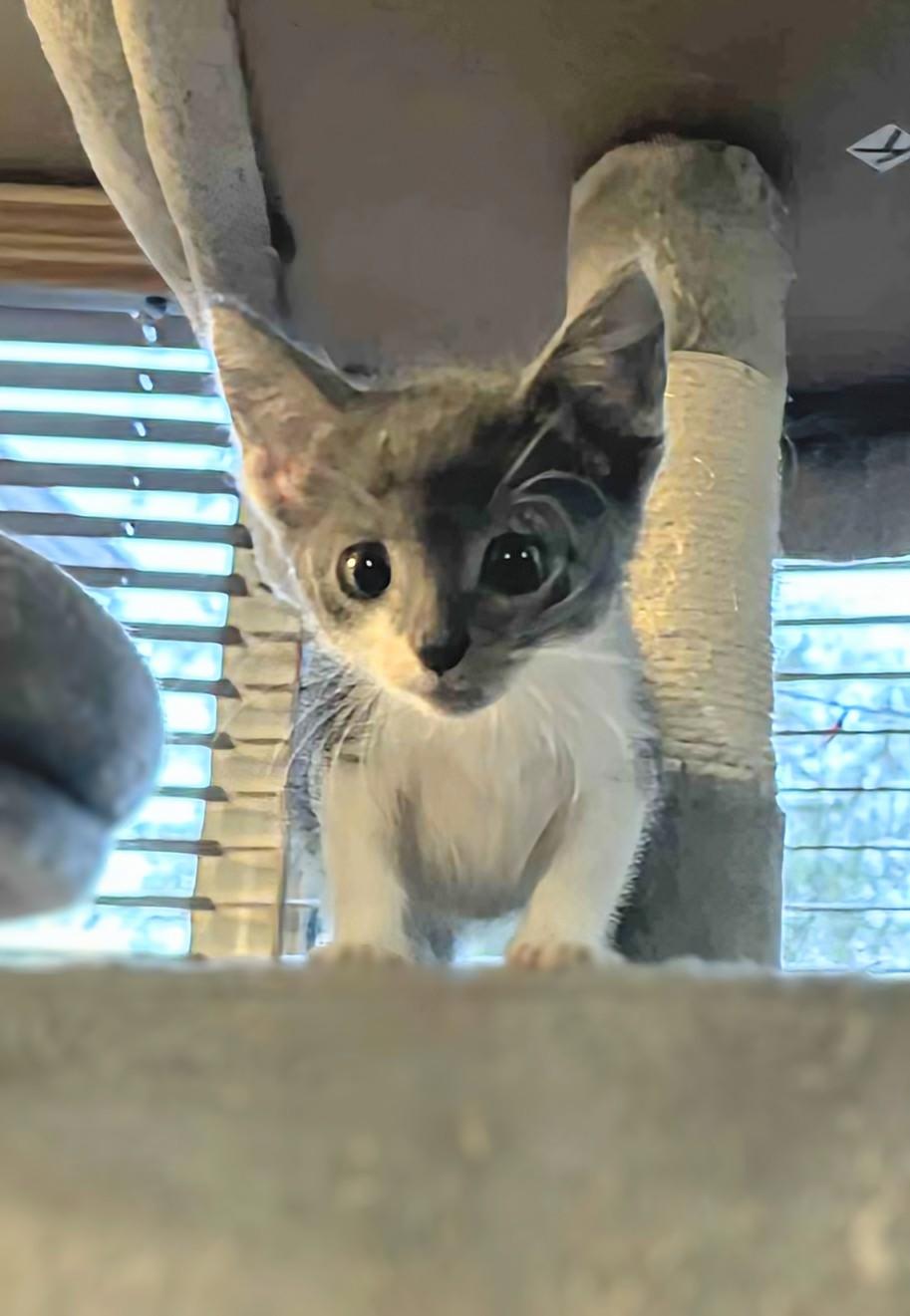 Cuddles, Adoptable, Kitten Female Domestic Short Hair.