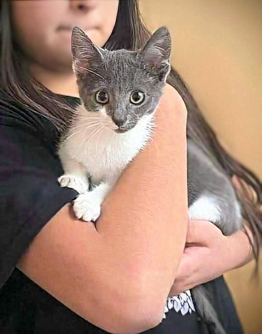 Cuddles, a Adoptable Domestic Short Hair in Winnipeg, MB image 6/6