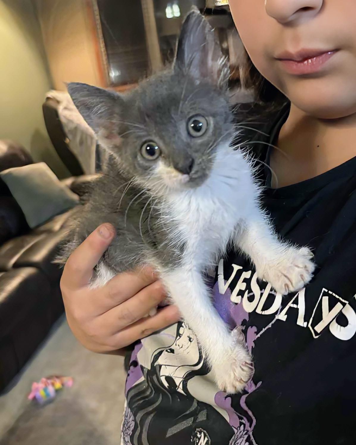 Cuddles, an adoptable Domestic Short Hair in Winnipeg, MB, R2L 0L6 | Photo Image 6