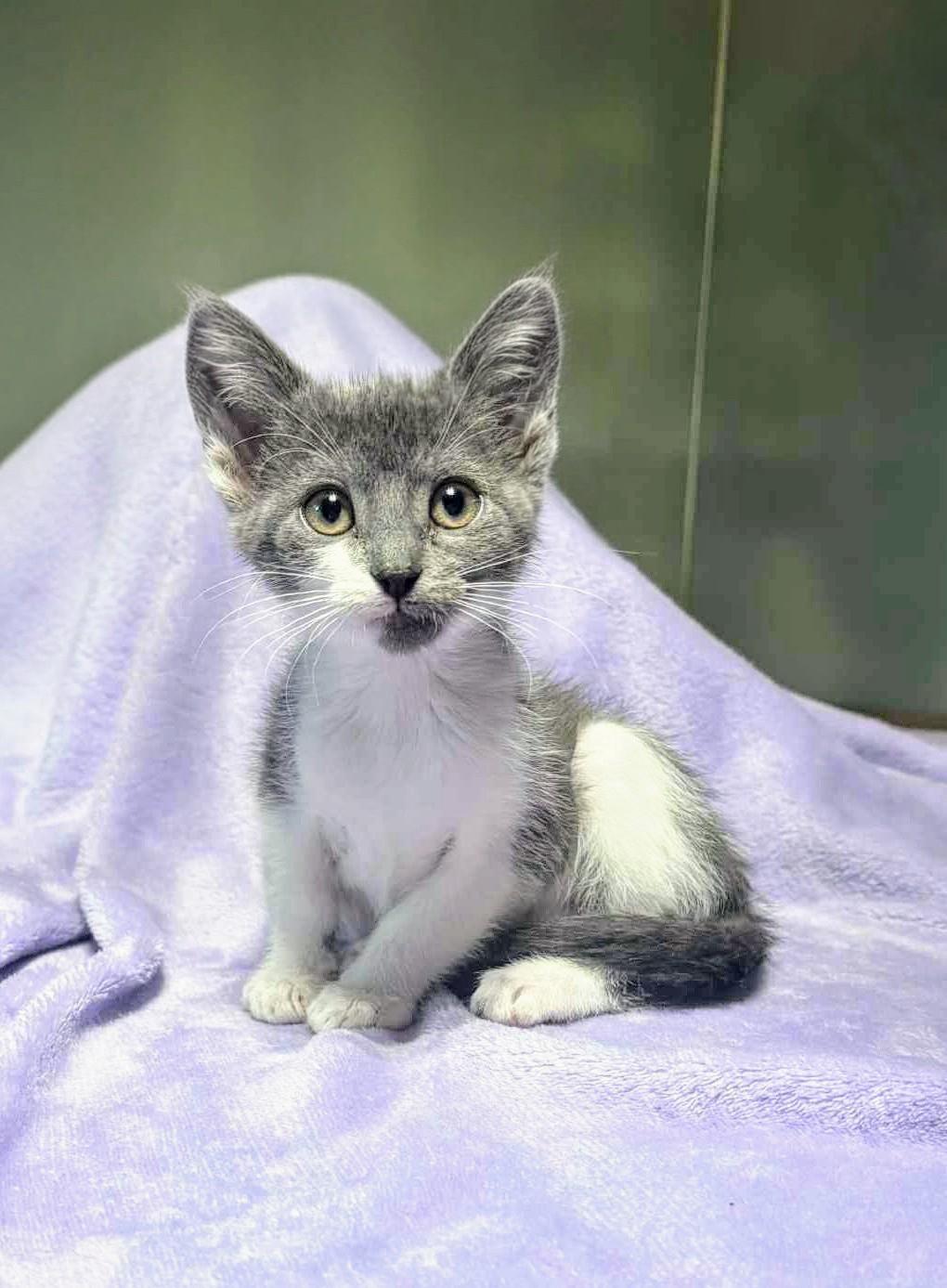 Cuddles, a Adoptable Domestic Short Hair in Winnipeg, MB image 4/6