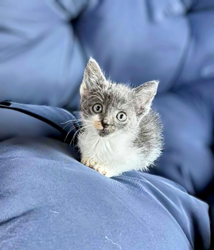 Cuddles, an adoptable Domestic Short Hair in Winnipeg, MB, R2L 0L6 | Photo Image 2