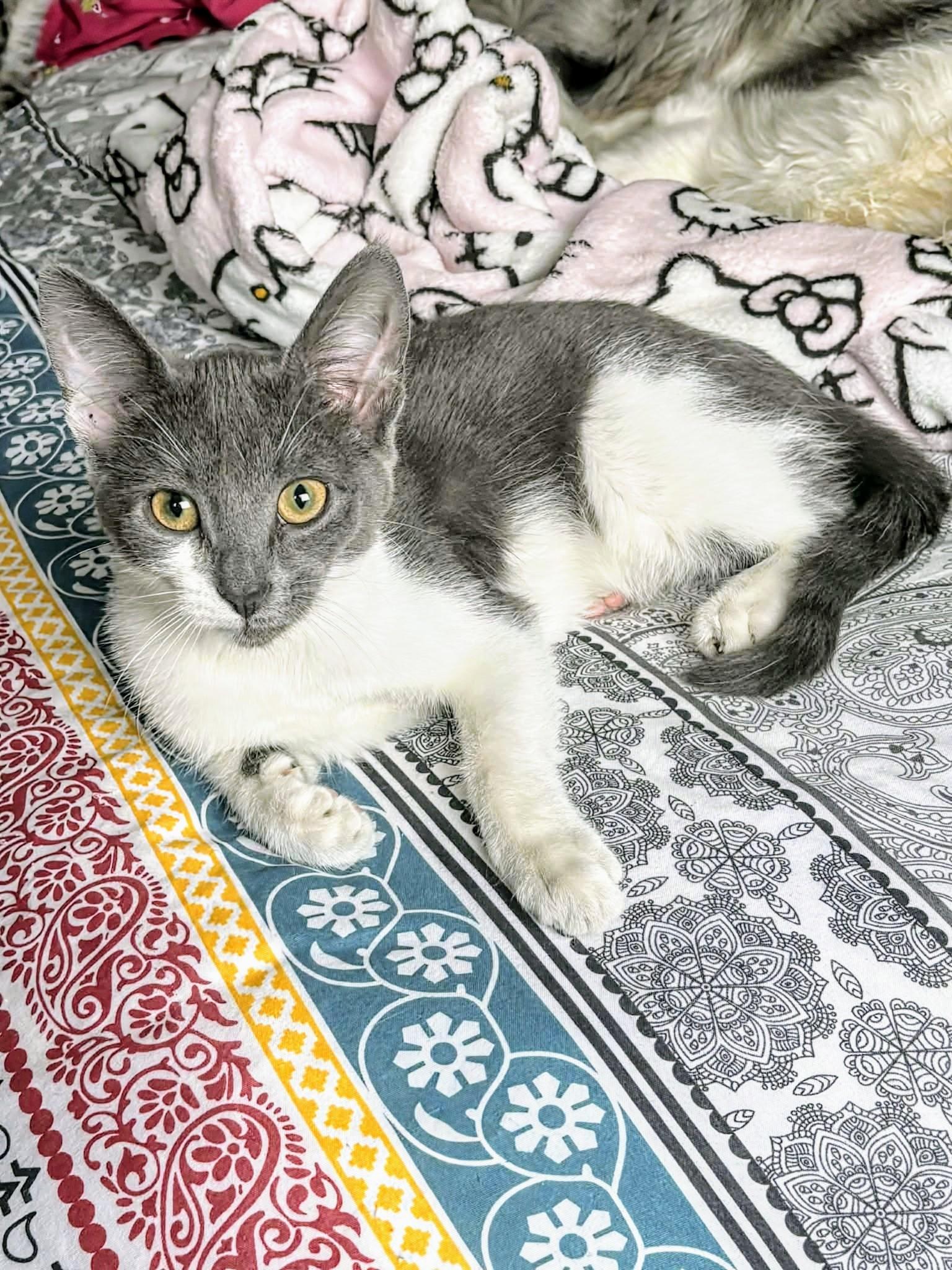 Enlarge Cuddles, a Adoptable Domestic Short Hair in Winnipeg, MB image 2/6