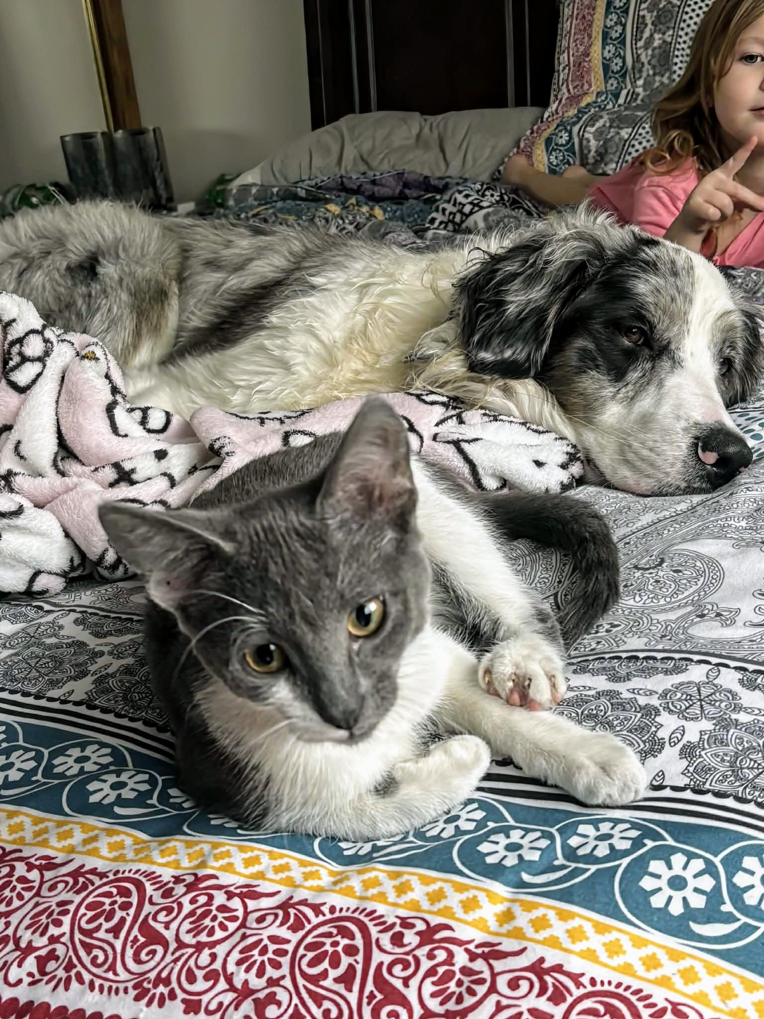 Enlarge Cuddles, a Adoptable Domestic Short Hair in Winnipeg, MB image 6/6