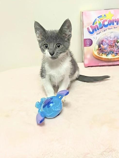 Cuddles, an adoptable Domestic Short Hair in Winnipeg, MB, R2L 0L6 | Photo Image 5