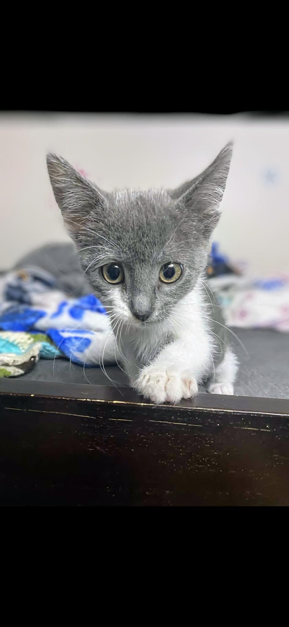 Cuddles, an adoptable Domestic Short Hair in Winnipeg, MB, R2L 0L6 | Photo Image 4
