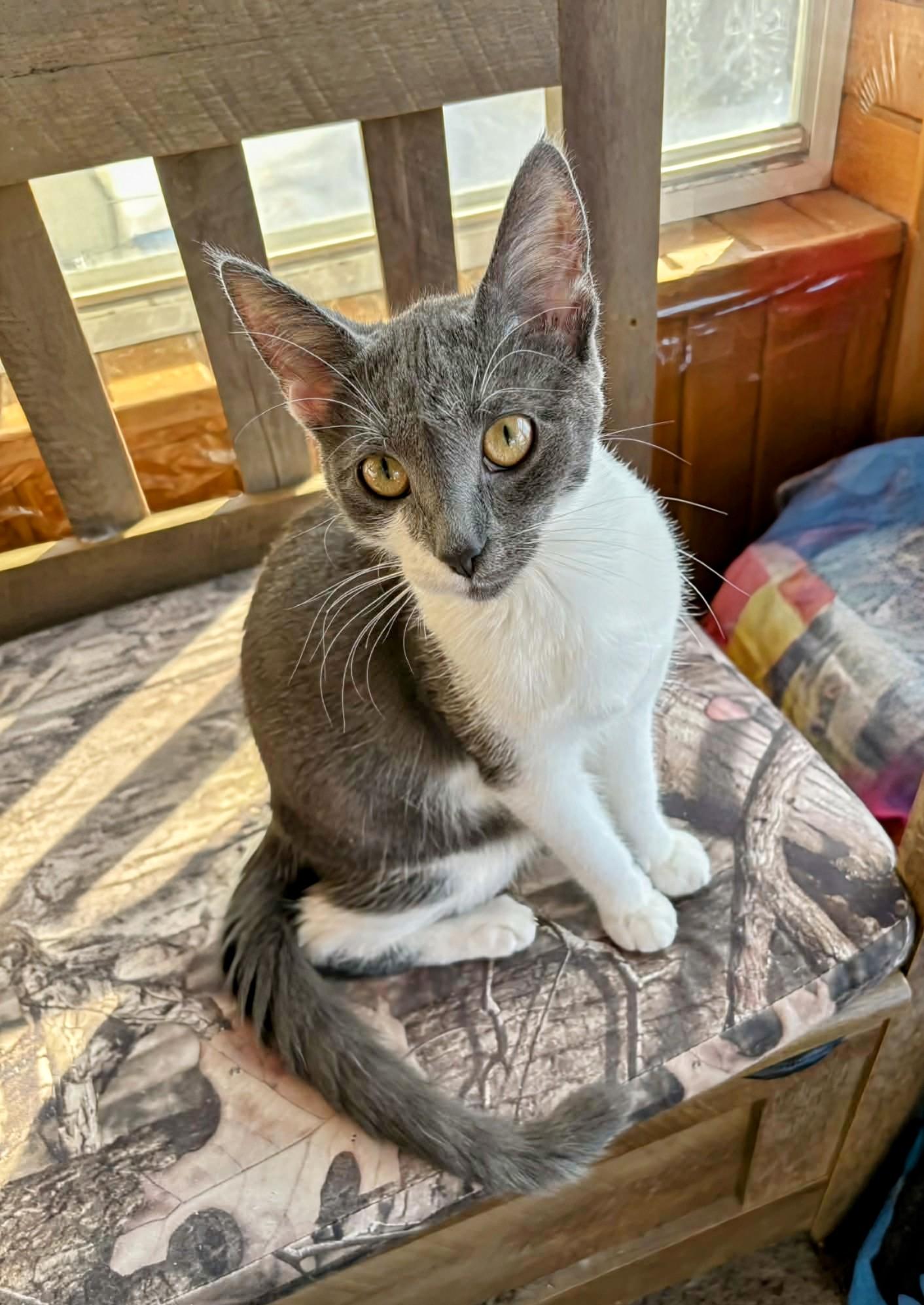 Cuddles, an adopted Domestic Short Hair in Winnipeg, MB image 1/6