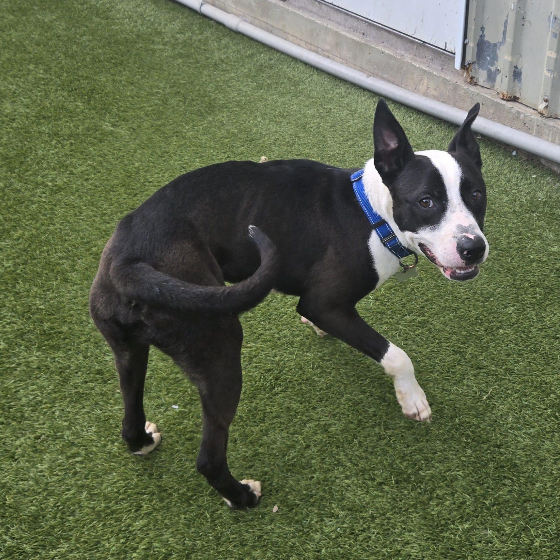 Buzz, a Adoptable mixed breed in Cedar City, UT image 4/5