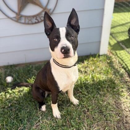 Buzz, a Adoptable mixed breed in Cedar City, UT image 1/5