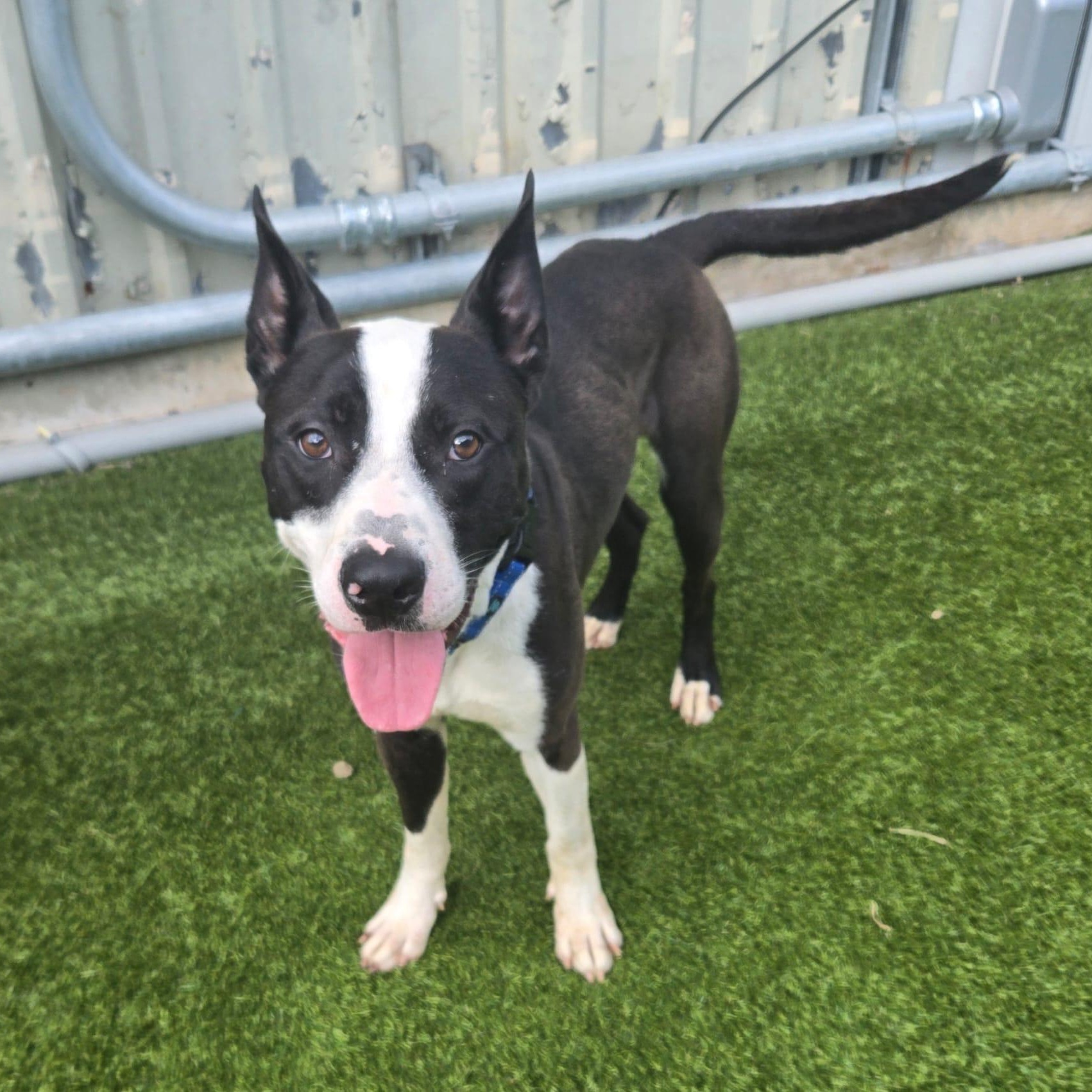 Buzz, a Adoptable mixed breed in Cedar City, UT image 2/5