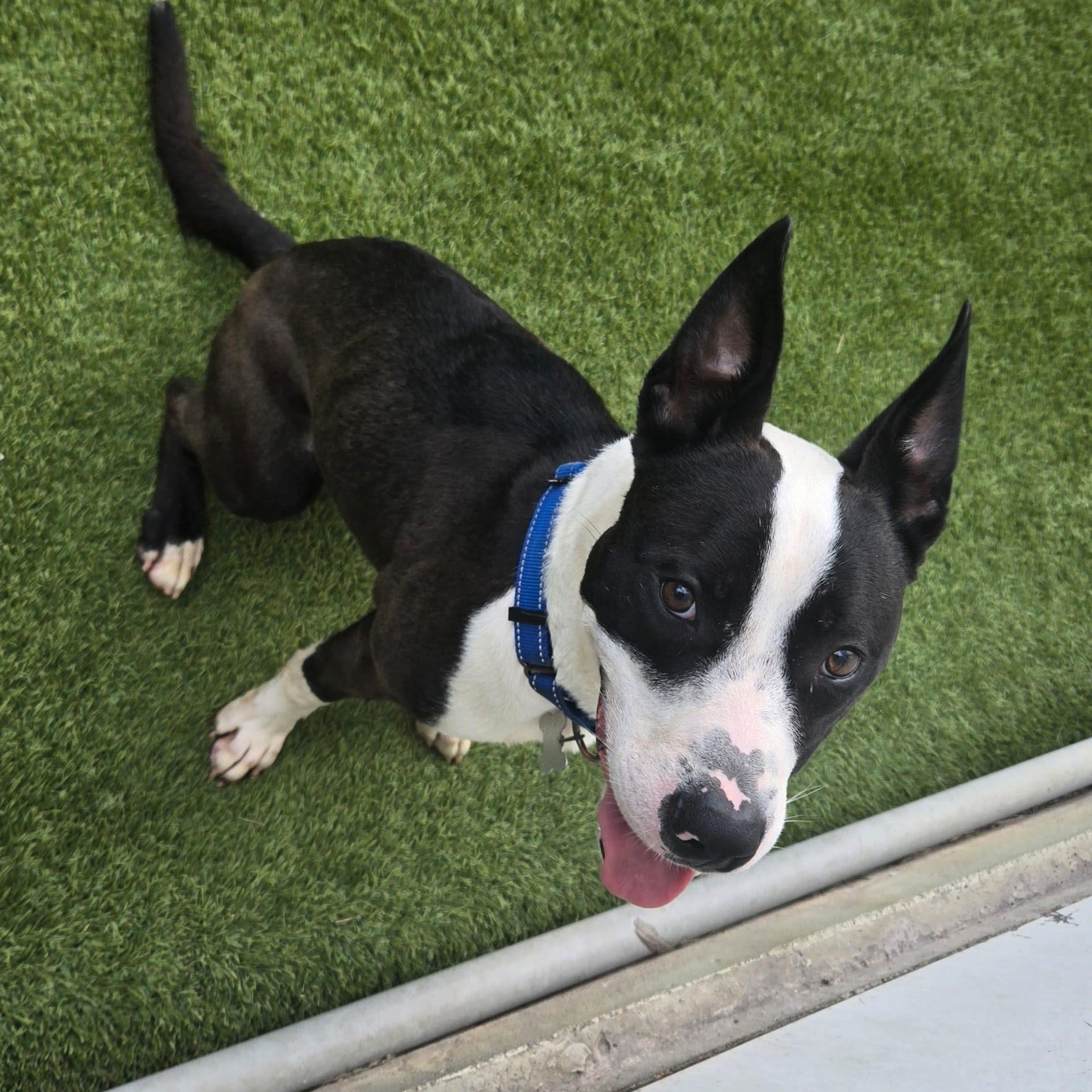 Buzz, a Adoptable mixed breed in Cedar City, UT image 5/5