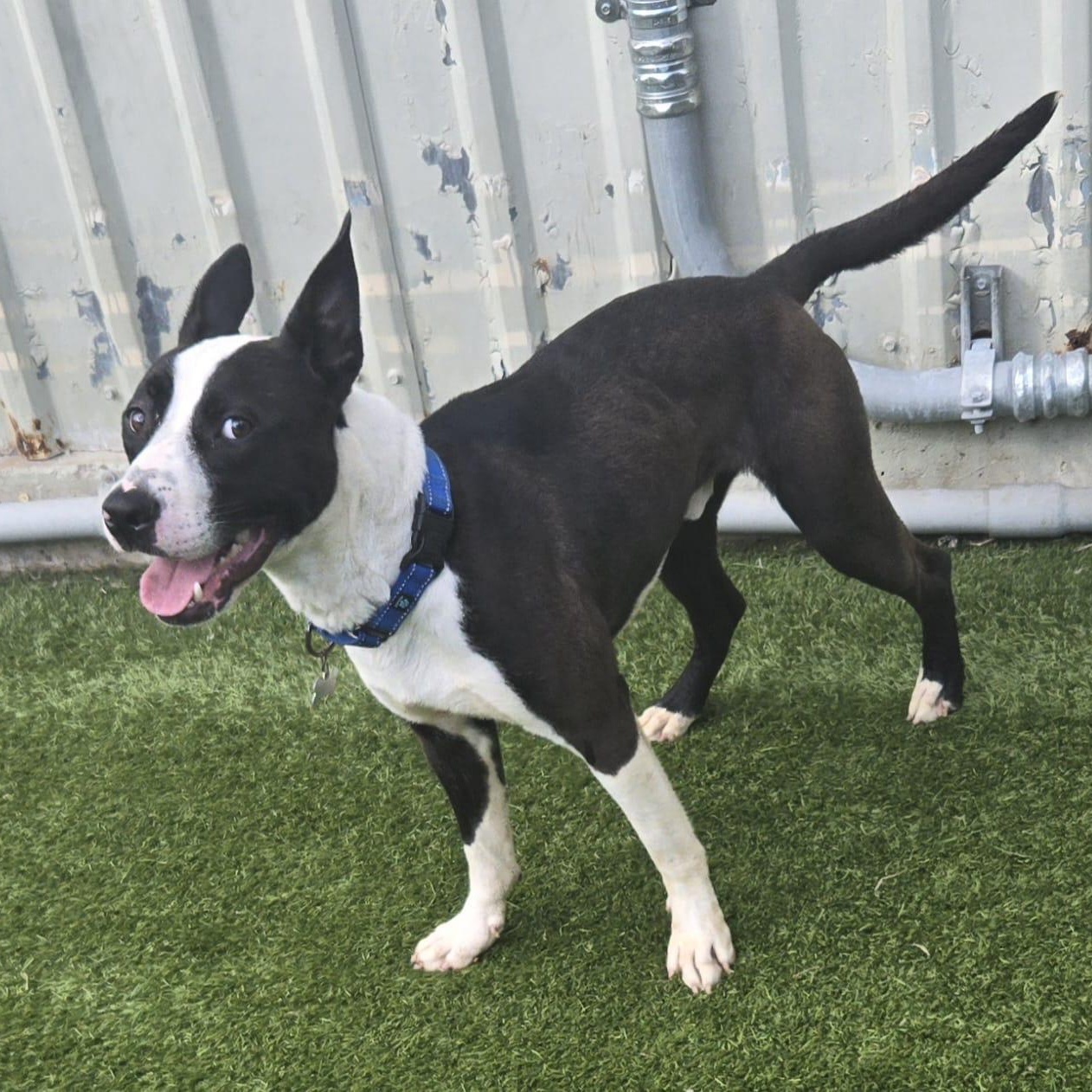 Buzz, a Adoptable mixed breed in Cedar City, UT image 3/5