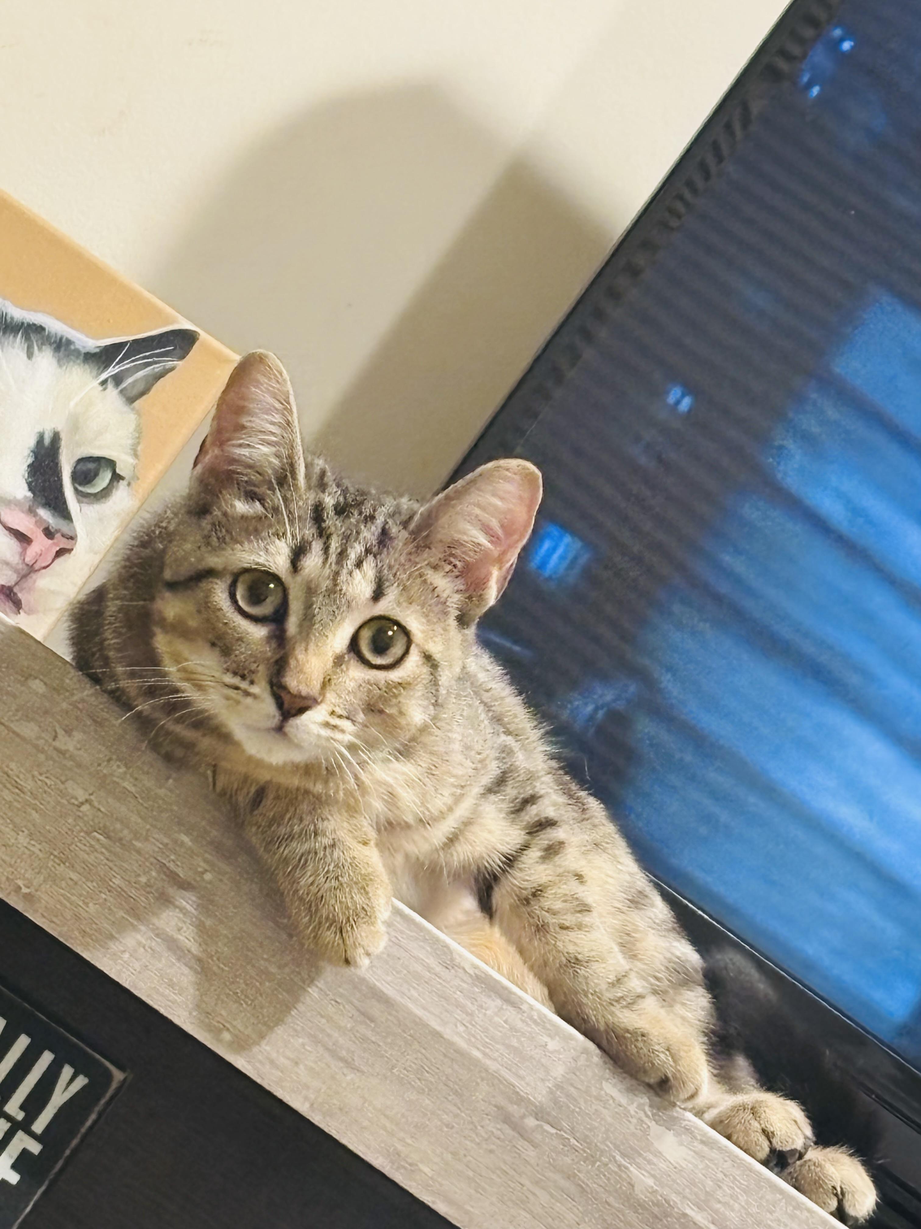 Astrid, a Adoptable mixed breed in Fairfield , CT image 1/5