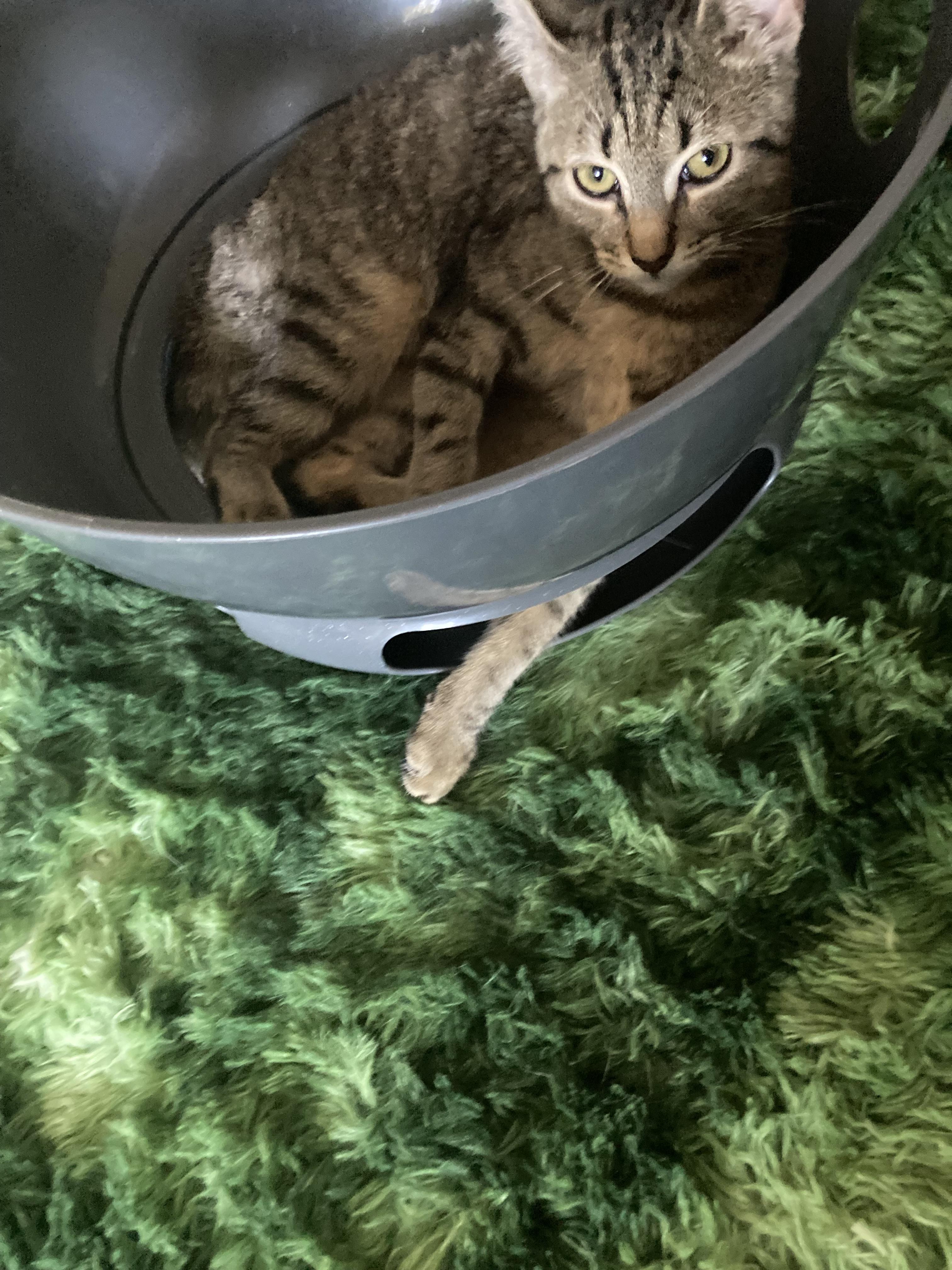 Astrid, Adoptable, Kitten Female Tabby & Domestic Short Hair.