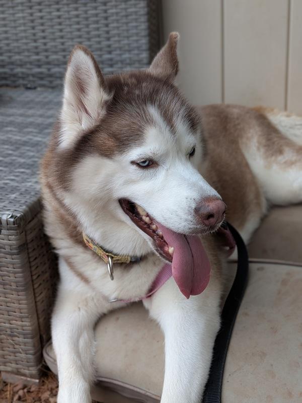 Copper, Adoptable, Adult Female Siberian Husky.