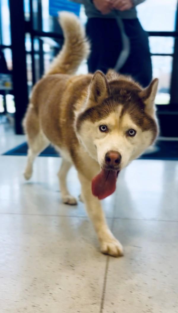 Enlarge Copper, a Adoptable mixed breed in Skillman, NJ image 2/4