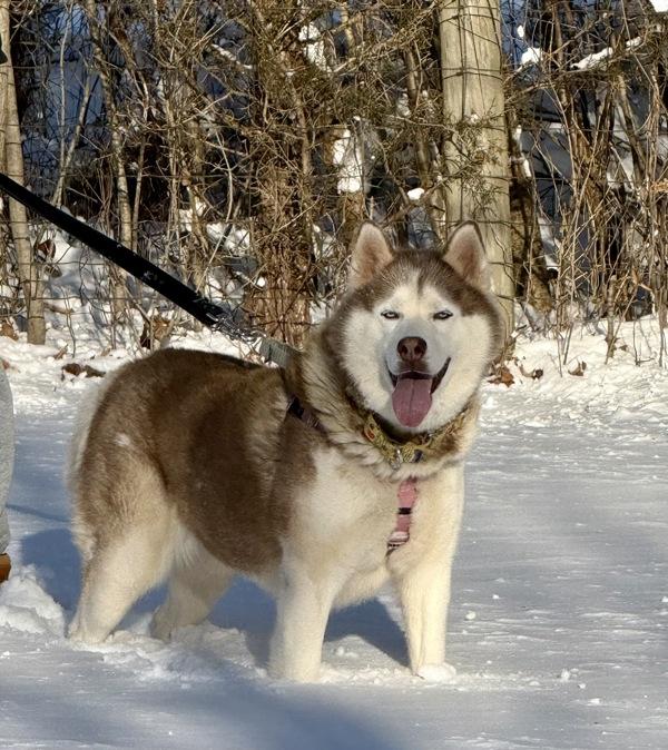 Enlarge Copper, a Adoptable mixed breed in Skillman, NJ image 3/4