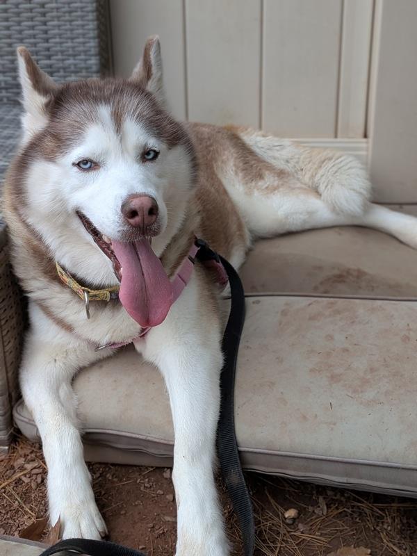 Enlarge Copper, a Adoptable mixed breed in Skillman, NJ image 4/4