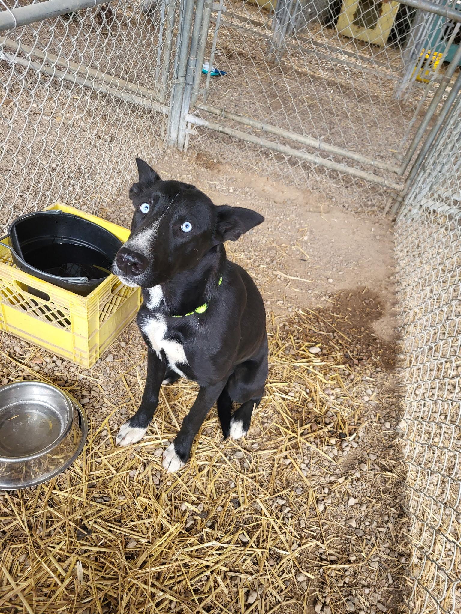 Porter, Young Male Husky