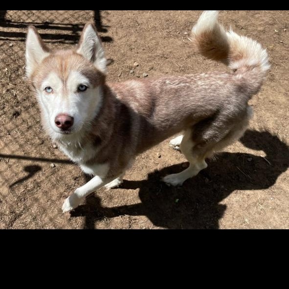 Aurora, Adopted, Adult Female Siberian Husky.