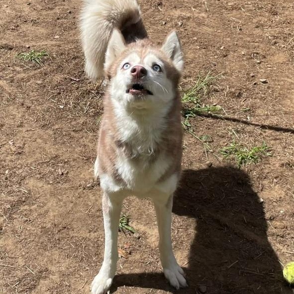 Aurora, a Adopted Siberian Husky in Bloomfield, CT image 2/2
