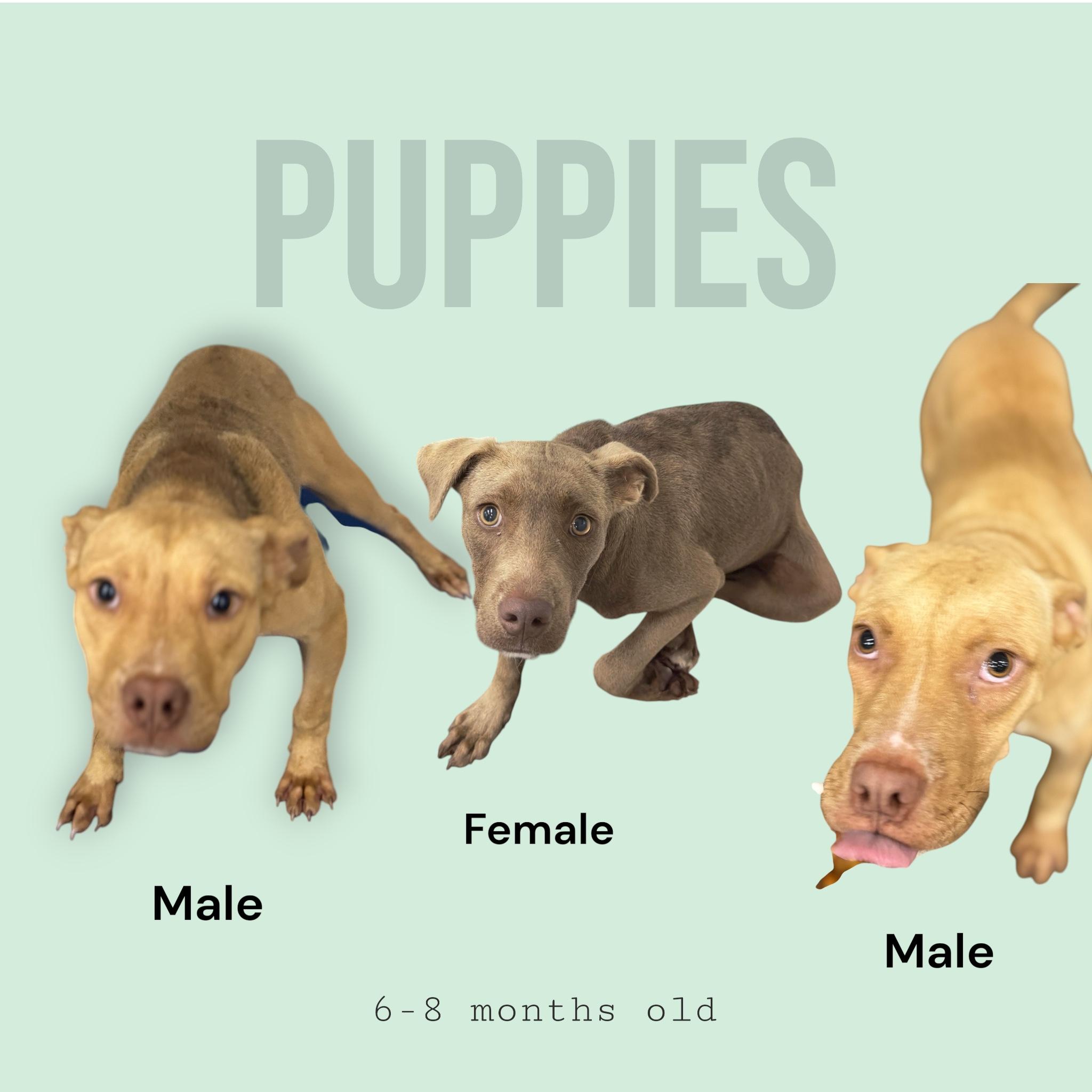 Puppies