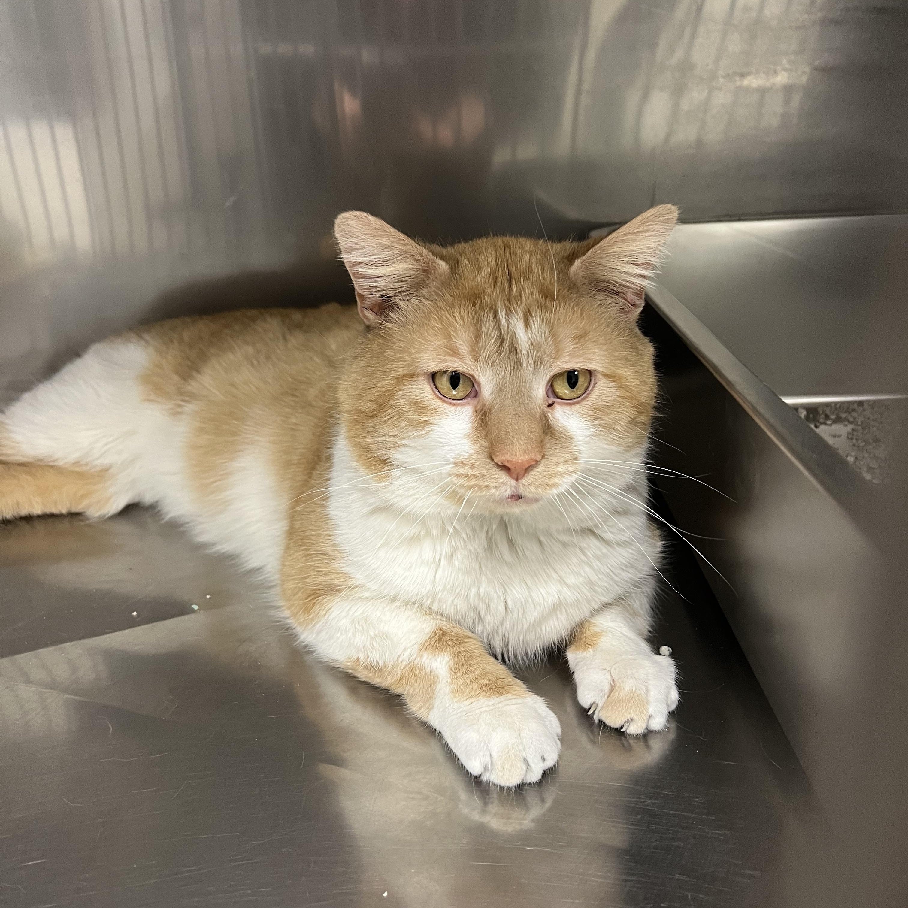 Enlarge Kipper, a ADOPTABLE Domestic Short Hair in Montville, NJ image 1/2