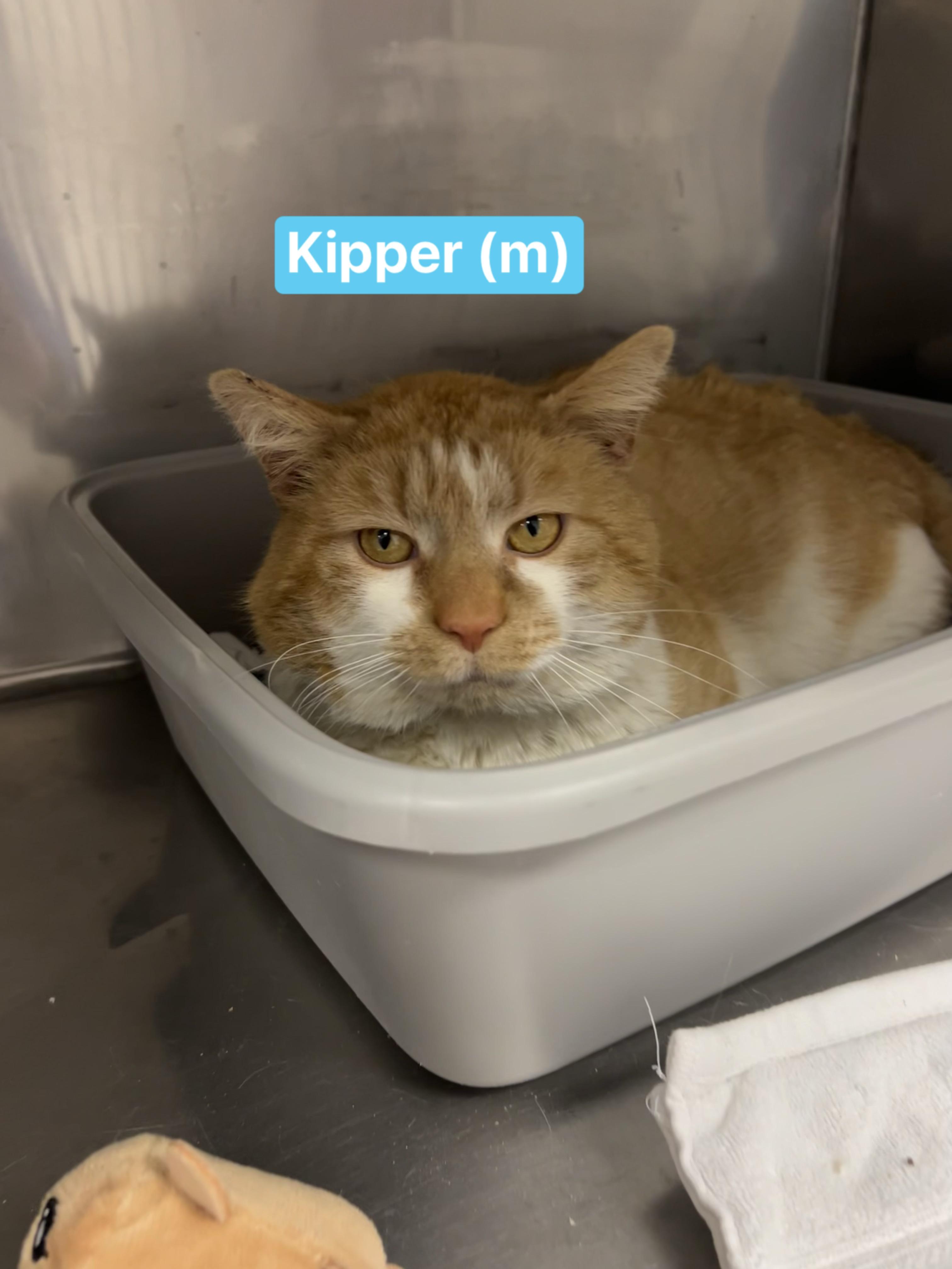 Kipper, ADOPTABLE, Adult Male Domestic Short Hair.