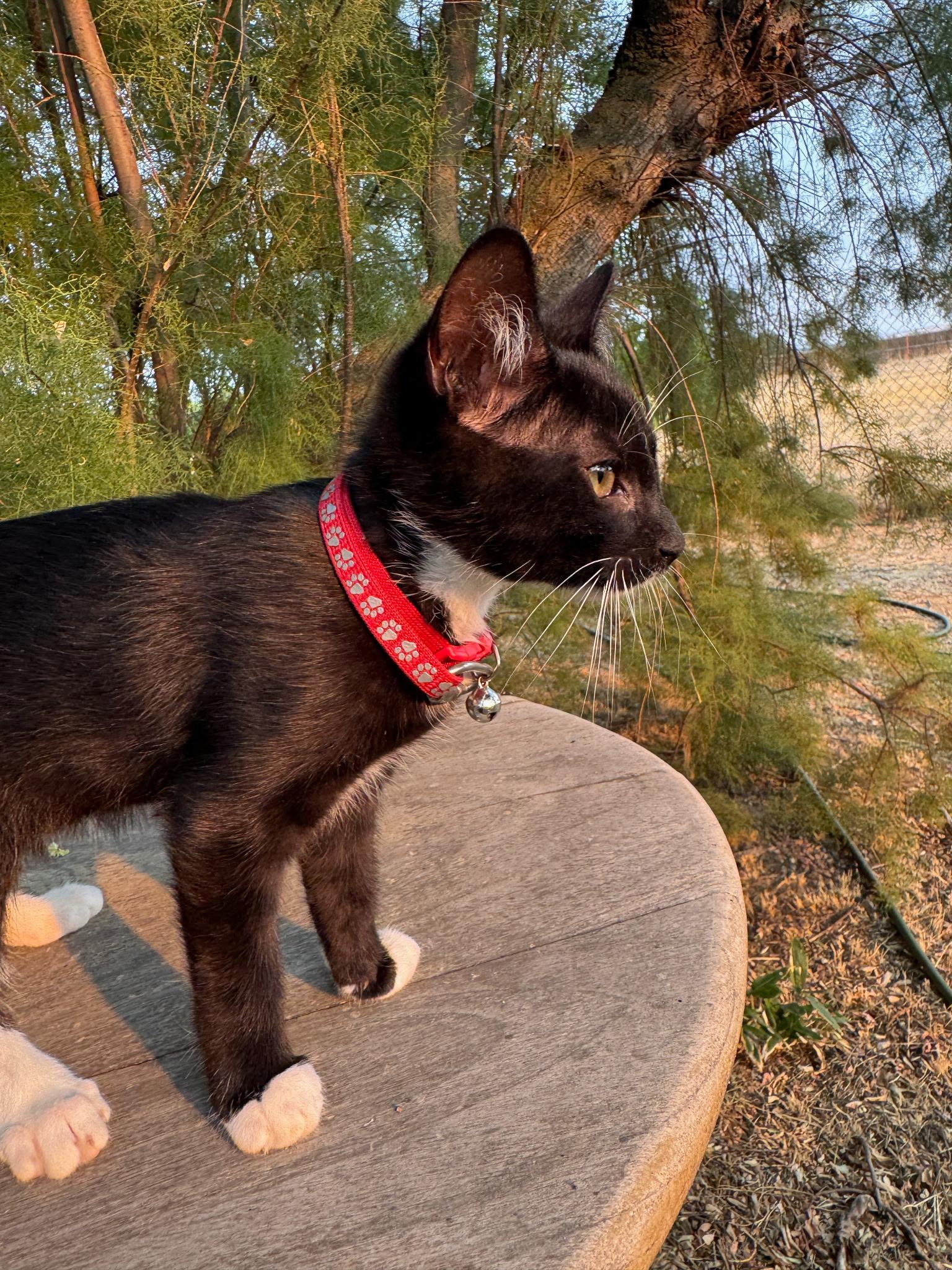 Albert, a ADOPTABLE Tuxedo in Pasco, WA image 4/6