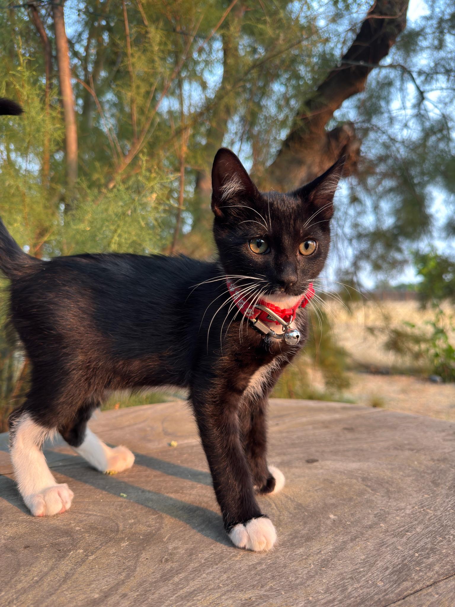 Albert, a ADOPTABLE Tuxedo in Pasco, WA image 3/6
