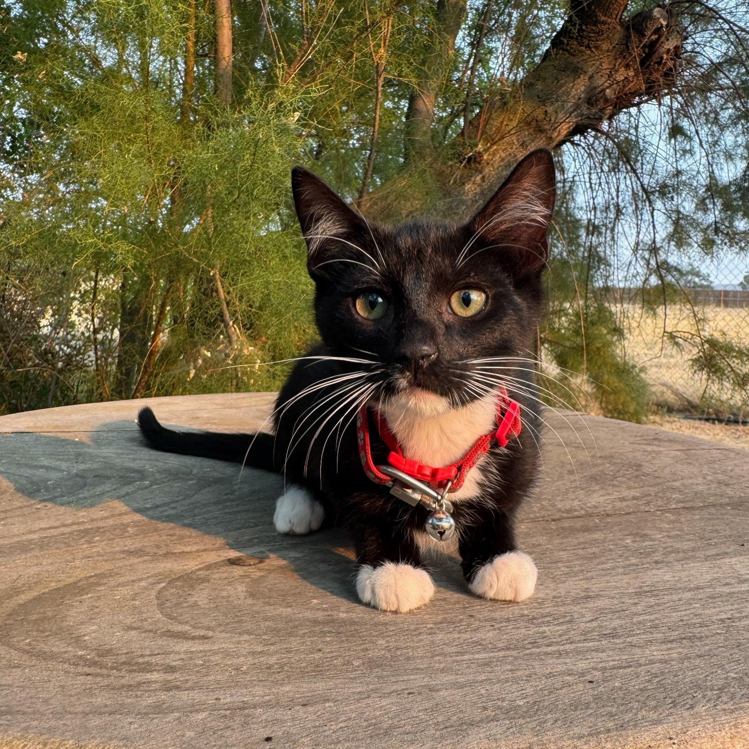 Albert, a ADOPTABLE Tuxedo in Pasco, WA image 5/6